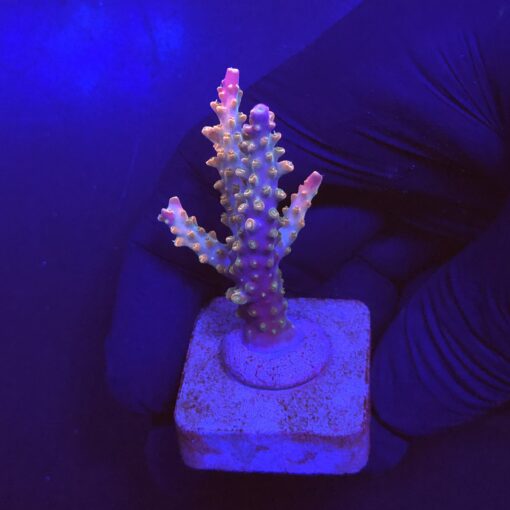 Divaricata Intersterlar M
