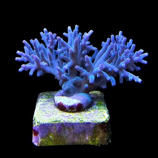 Echinata Hawkins G