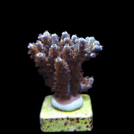 Guava G