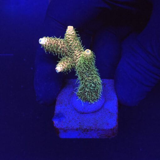 Millepora Blaze M