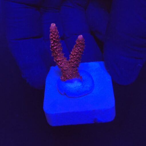 Millepora Bubble Gum P