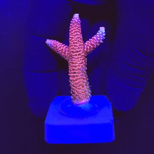 Millepora Pink M