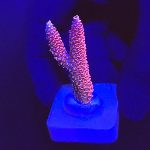 Millepora Pink M