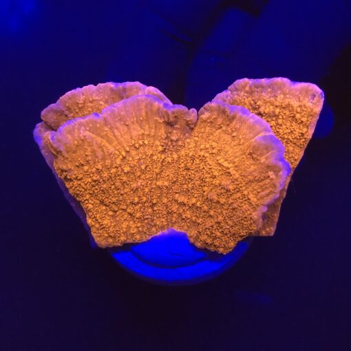 Montipora Capricórnio Laranja G