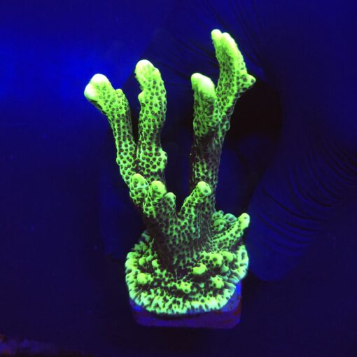 Montipora Confusa Lemon (Spongodes) Mini Col