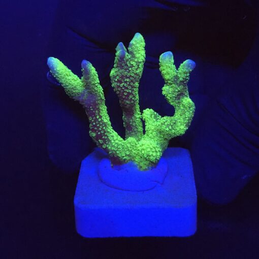 Montipora Digitada Green M