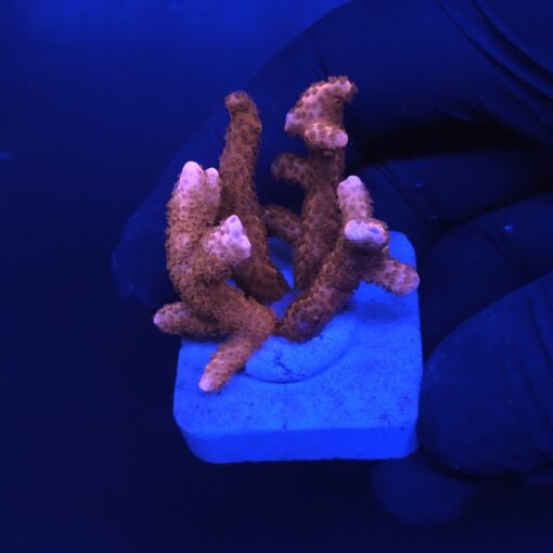 Montipora Digitada Laranja M