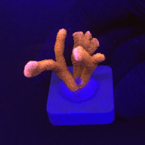 Montipora Digitada Laranja M