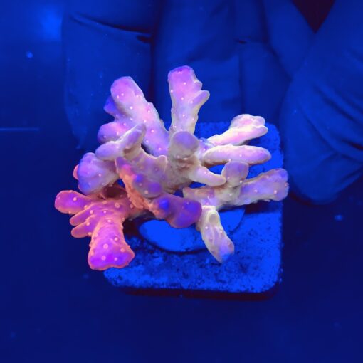 Montipora Setosa Grafted M