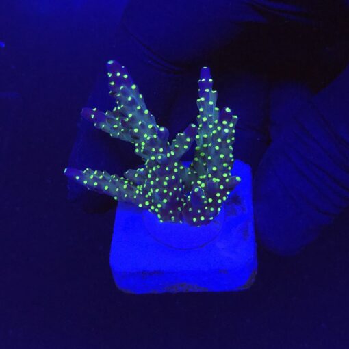 Nana Purple Neon Polyps M