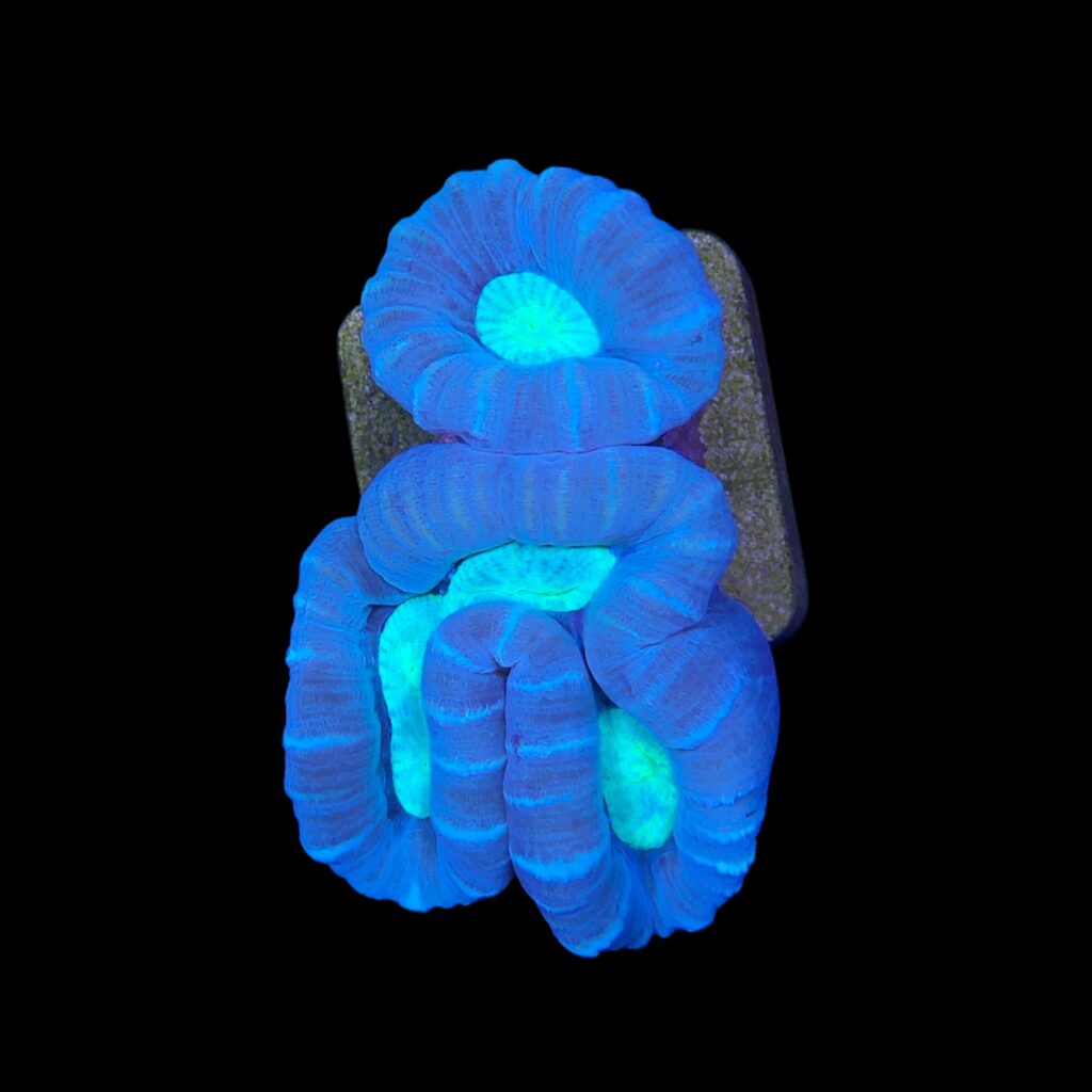 Ocyan