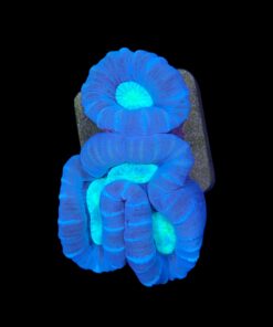 Trumpet Bicolor 3 bocas