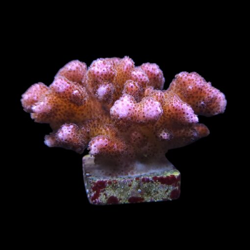 Pocillopora Pink G