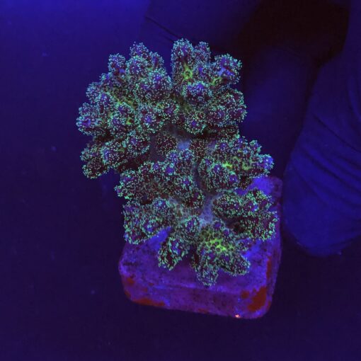 Pocillopora Purple G