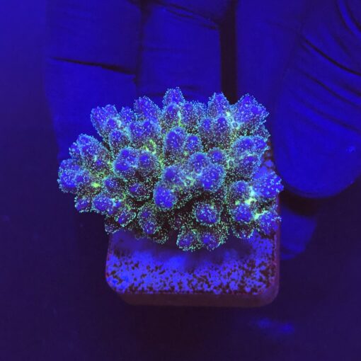 Pocillopora Purple M