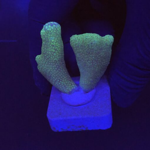Porites Yellow M
