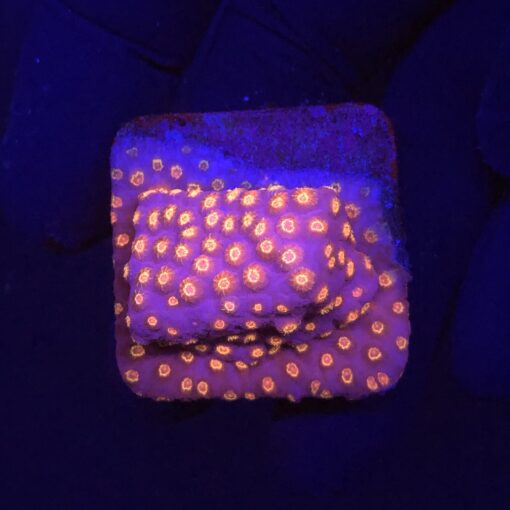 Cyphastrea Purple Monster M