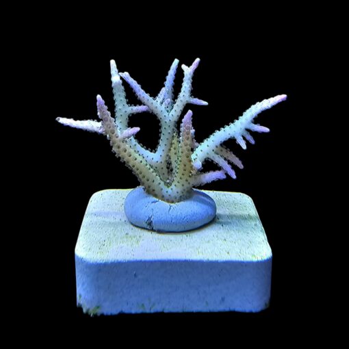Seriatopora Ponape P