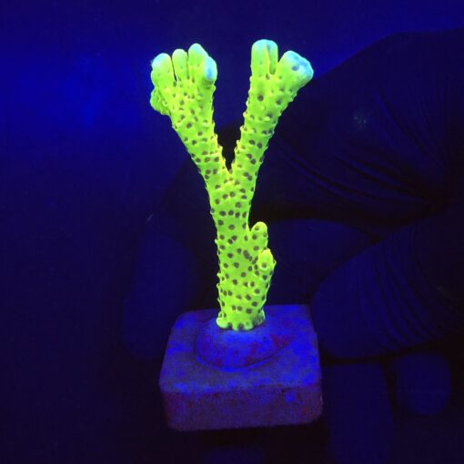 Slime Ball Anacropora G