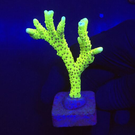 Slime Ball Anacropora G