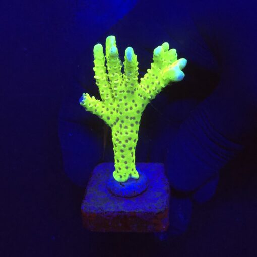 Slime Ball Anacropora M