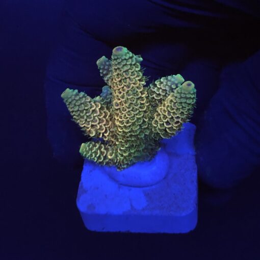 Spathulata Golden M