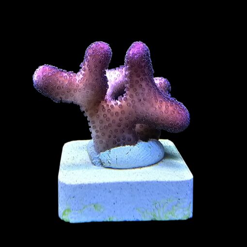 Stylophora Pink M