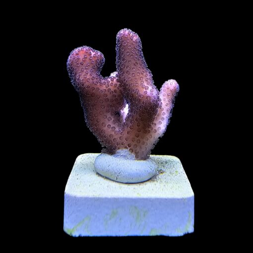 Stylophora Pink M
