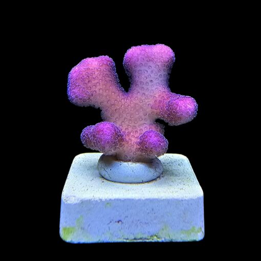 Stylophora Pink M