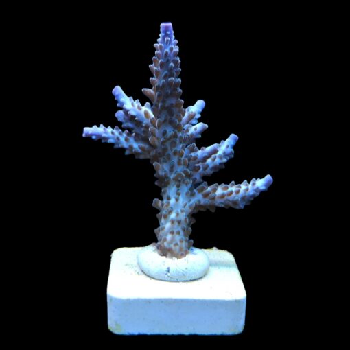 Tortuosa Turcoise G