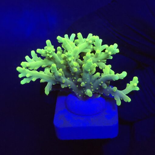 Toxic Green G