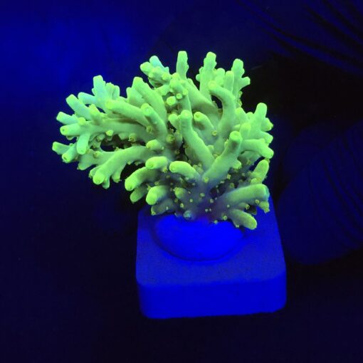 Toxic Green G