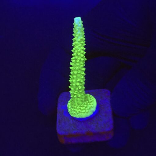 Yongei Green Blue Tips M