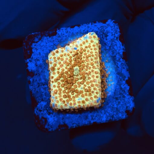 Stylocoeniella Burning Banana M