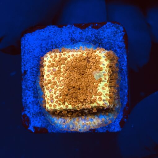 Stylocoeniella Burning Banana M