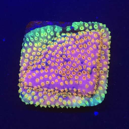 Cyphastrea Four Colors M