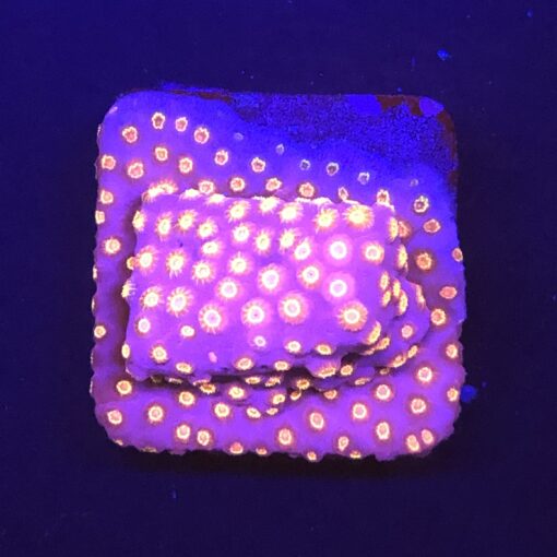 Cyphastrea Purple Monster M