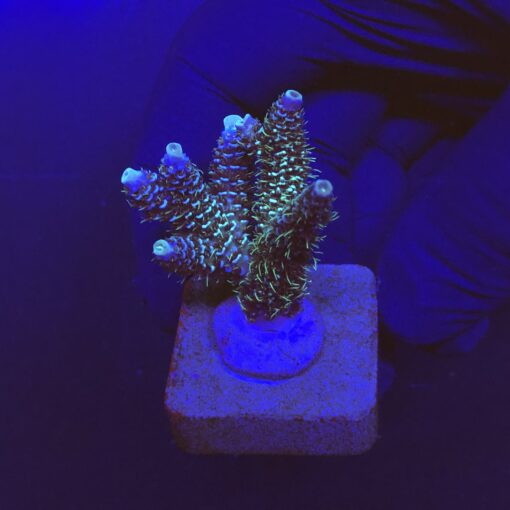 Millepora Blue M