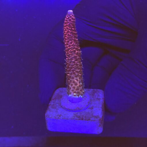 Millepora Pink M