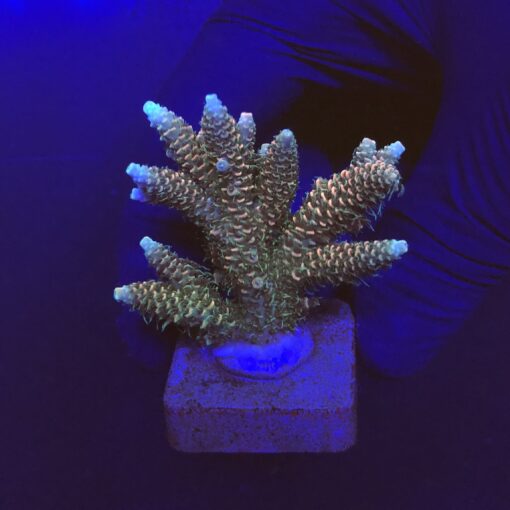 Millepora Tricolor G