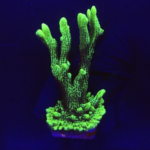 Montipora Confusa Lemon (Spongodes) Mini Col