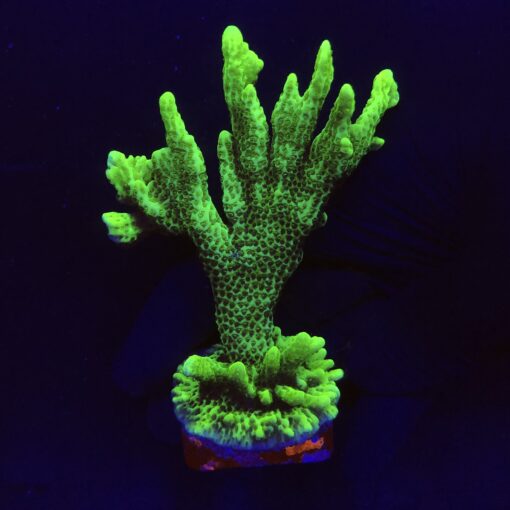 Montipora Confusa Lemon (Spongodes) Mini Col