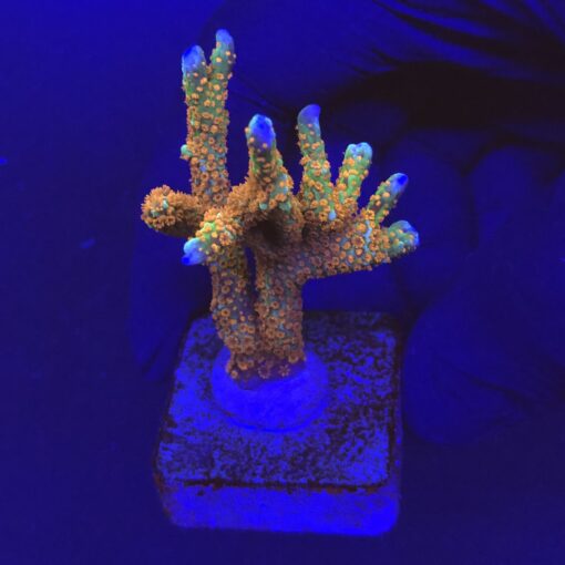 Montipora Forest Fire M