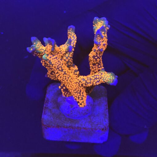 Montipora Forest Fire M