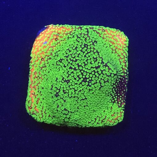 Montipora Sunset M