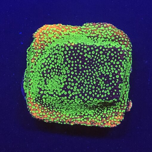 Montipora Sunset M