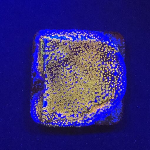 Montipora Superman M