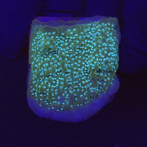 Montipora Undata Purple M
