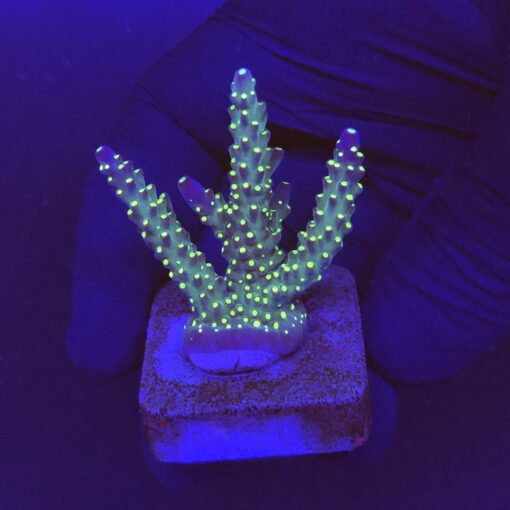 Nana Purple Neon Polyps M