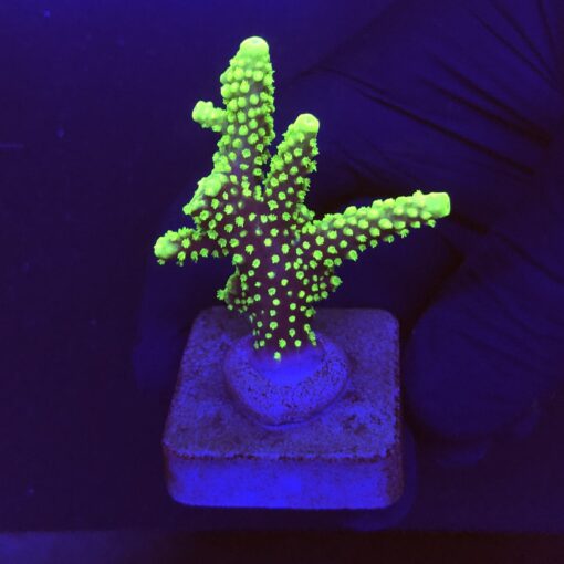 Salmoensis Green M